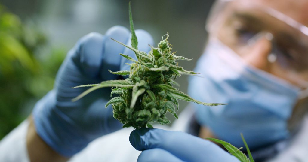 Medical Cannabis Australia Research